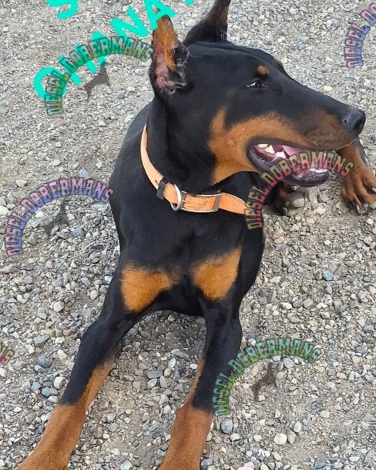 Black and tan dog lying on gravel, wearing a tan collar, looking to the side.