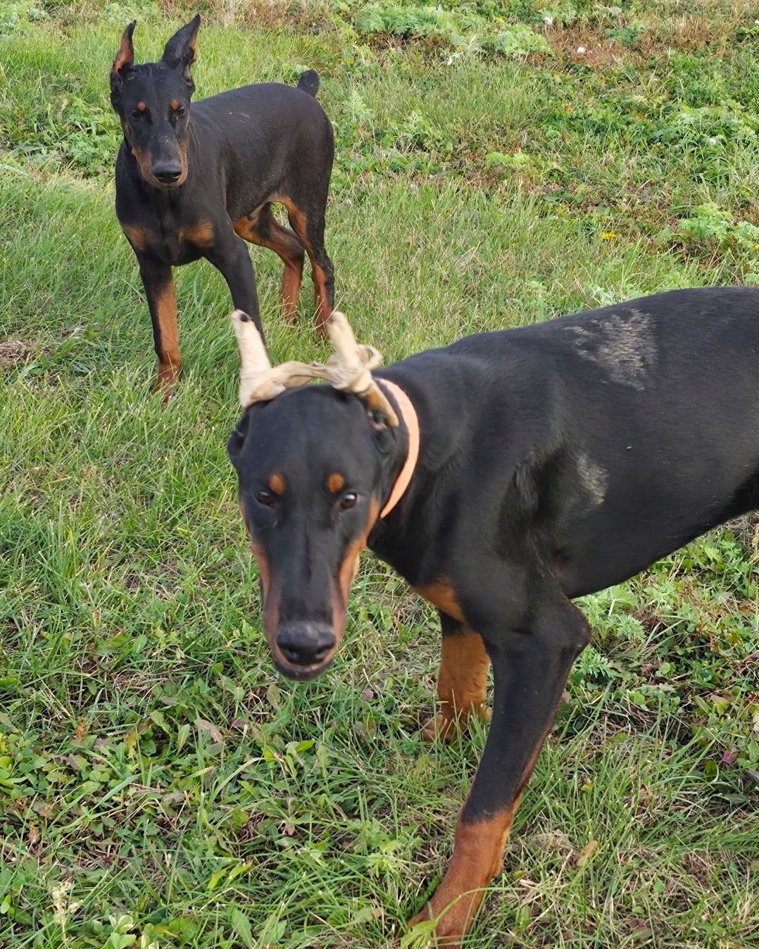 Two black-and-tan dogs standing in a grassy field, one with antlers on its head