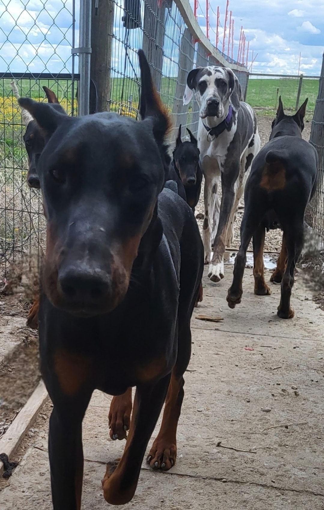 Three dogs on a kennel walkway, including a black-and-tan Doberman in front and a Great Dane behind.