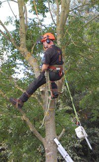 tree-surgeon-oakenshaw-redditch-amies-tree-care-working