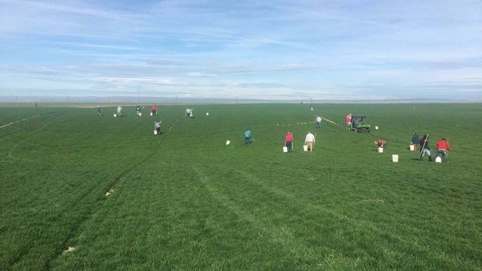 People In The Beautiful Green Field ─ Hermiston, OR ─ MJ’s Labor Services, Inc.