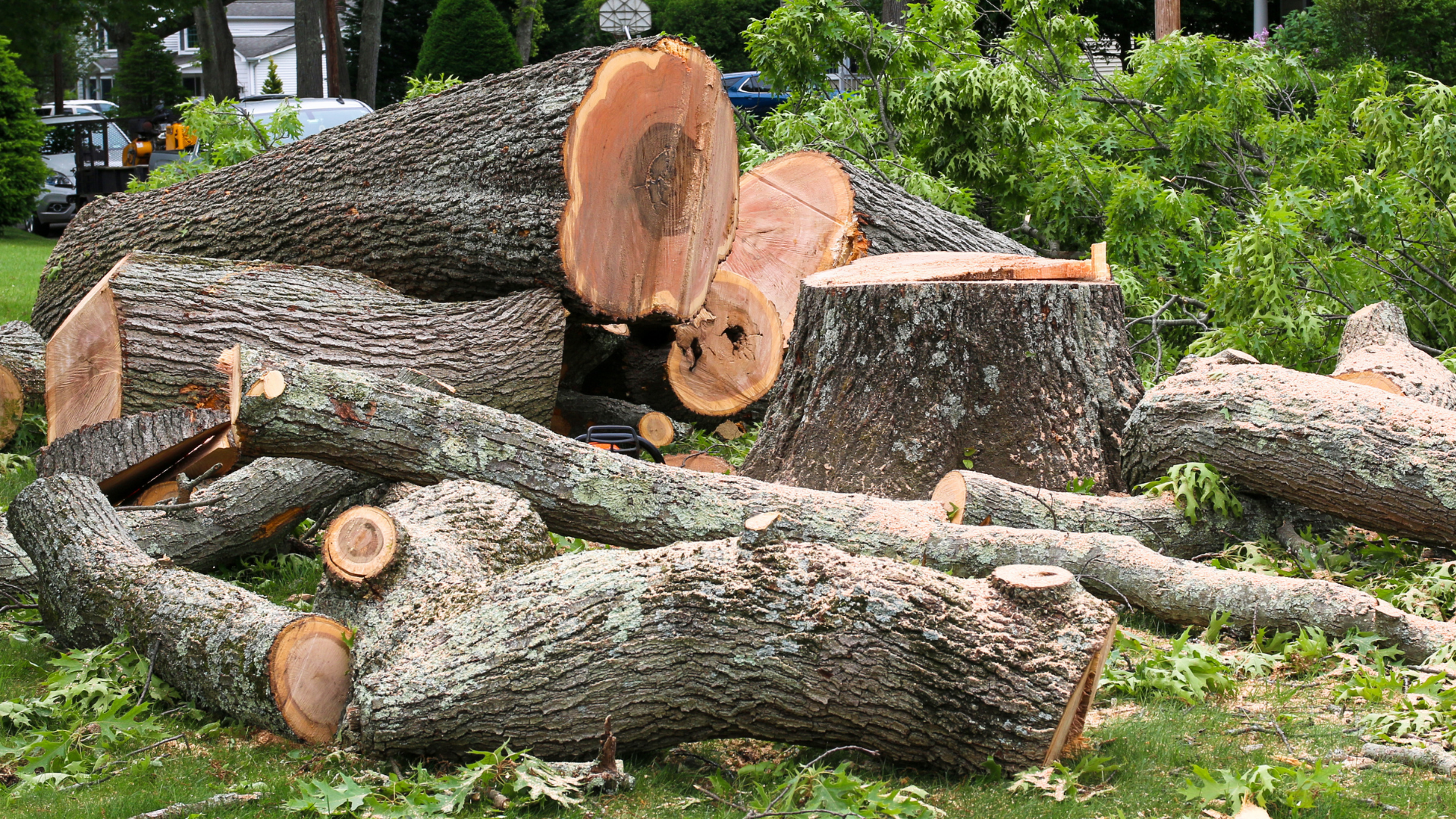 Cut tree logs and branches on grass in a yard; trunk stump visible.