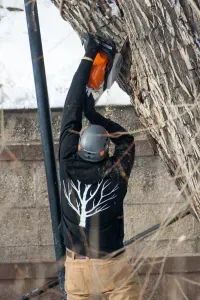 A man is cutting a tree with a chainsaw.