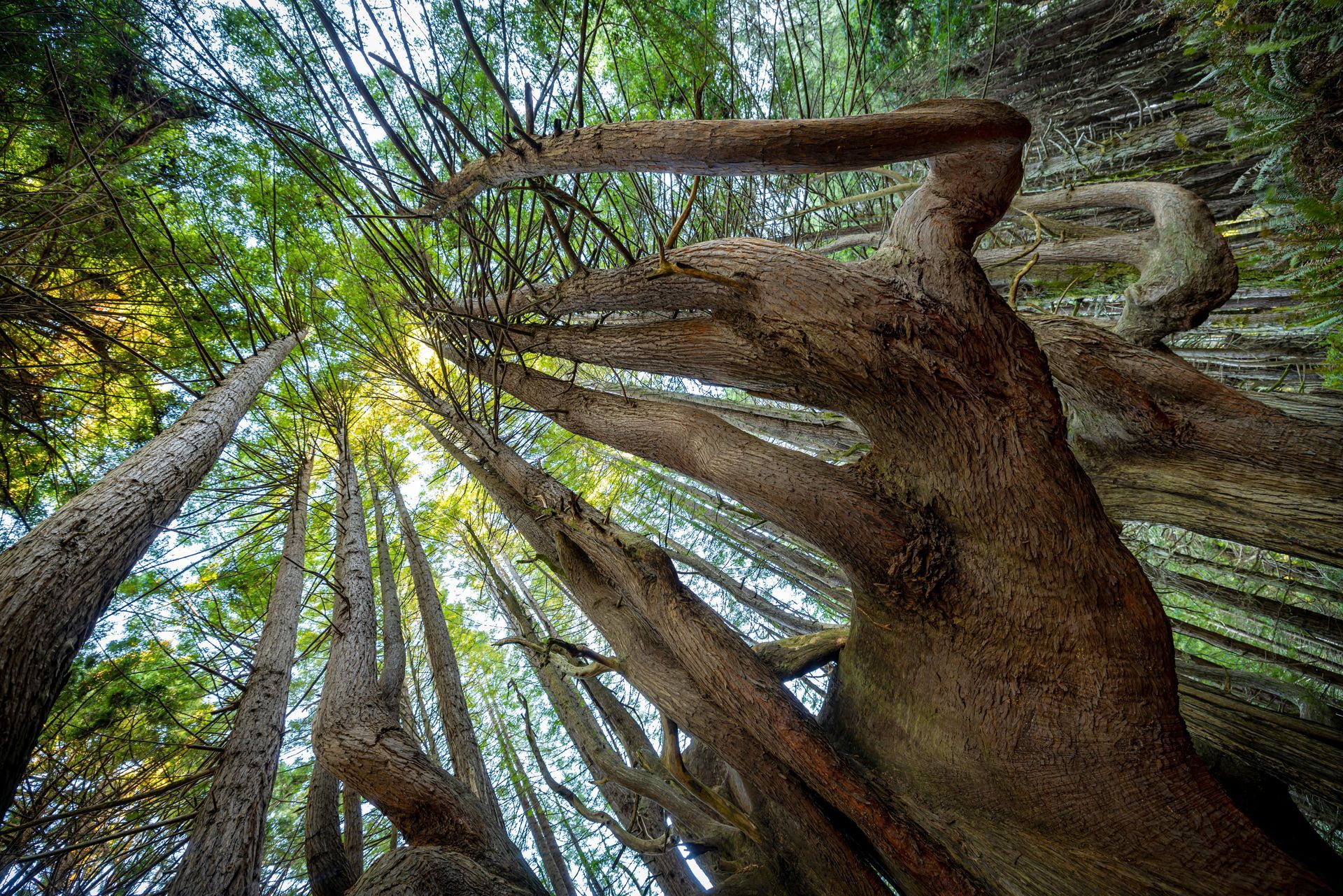 Looking up at a tree in a forest with the sun shining through the trees.