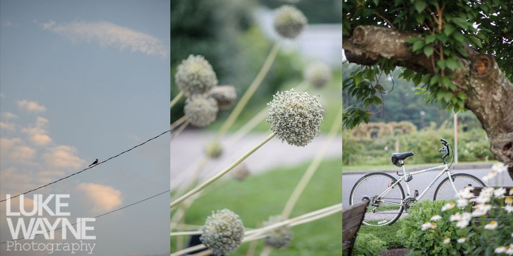 A triptych of a sky with birds on wires, onion flowers, and a bike under a tree.