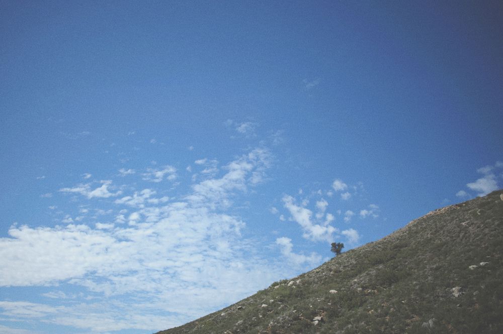 Bride and groom in wedding attire walking and kissing on a tree-lined road.