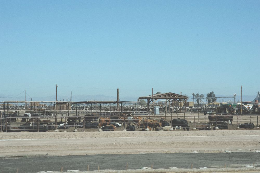 Bride and groom embracing, silhouetted under a large tree, in black and white.