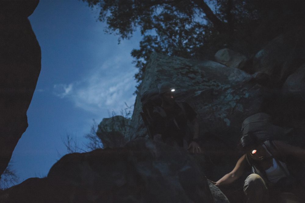 Wedding party toasting with beer bottles in an outdoor setting; sunflowers and smiles.