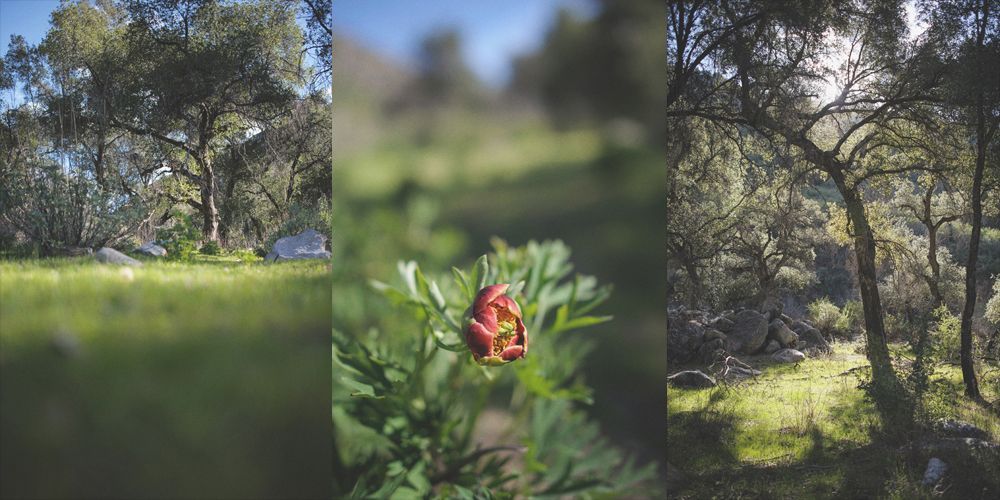 Bride and groom embrace outdoors, groom kisses bride's cheek. Black and white photo with blurred forest background.