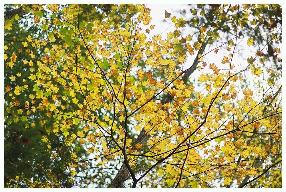 Yellow and green autumn leaves against a bright sky.