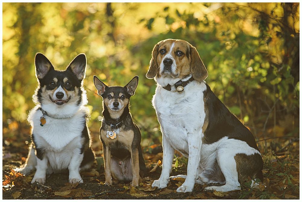 Three dogs sitting outdoors in sunlight. A black and white Corgi, a brown and black mixed breed, and a Beagle.