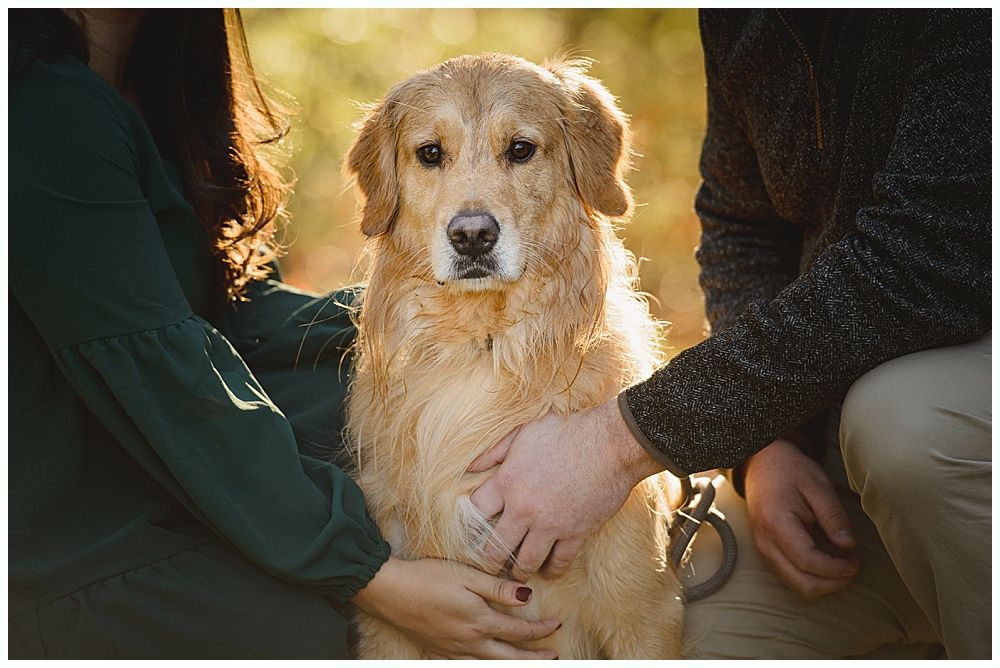 Golden retriever sits between two people who are petting it outdoors.