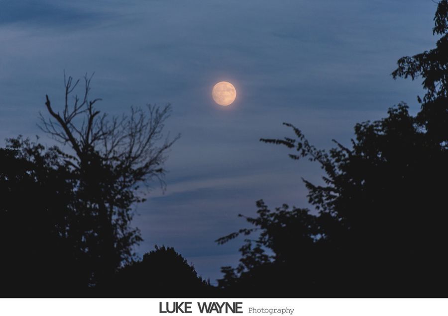 Full moon glowing in a dusky blue sky, framed by silhouetted trees.