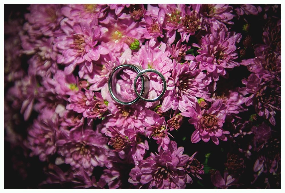 Two silver wedding rings nestled in a bed of vibrant pink chrysanthemums.
