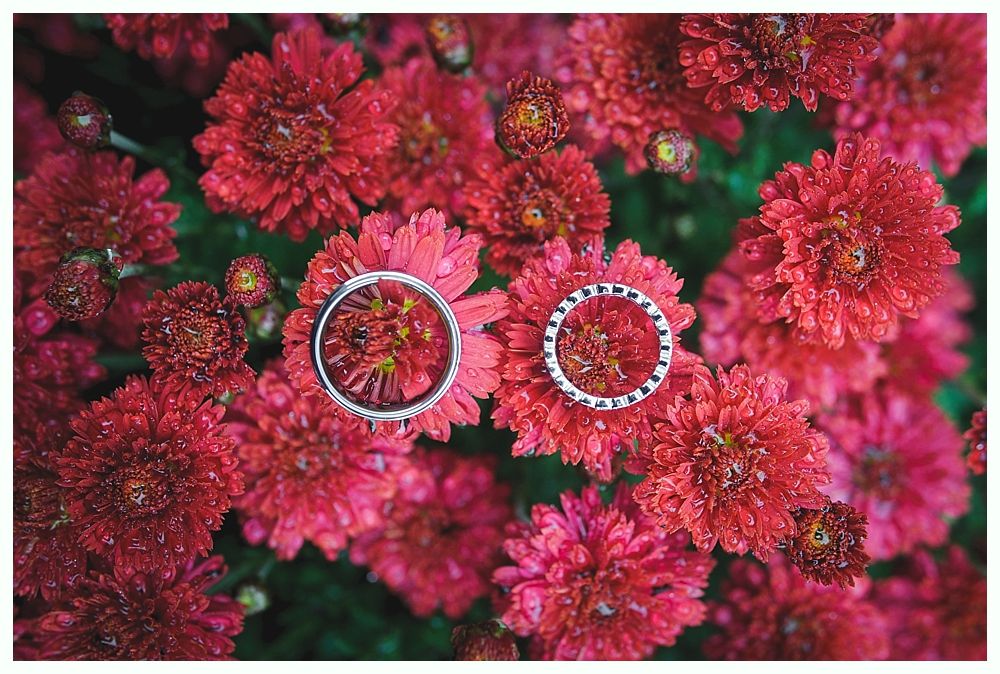 Two wedding rings nestled among vibrant red chrysanthemums.