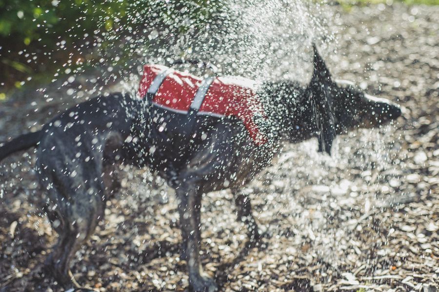 Newlyweds walk down aisle holding hands, sunflowers, gazebo in background.