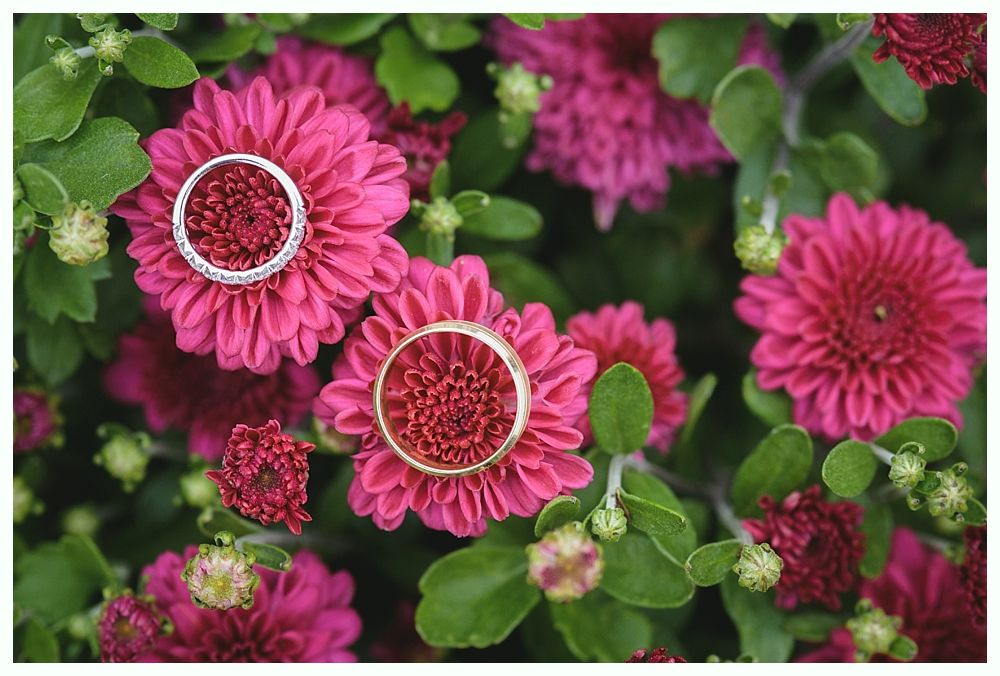 Wedding rings on bright pink chrysanthemums, surrounded by green leaves.