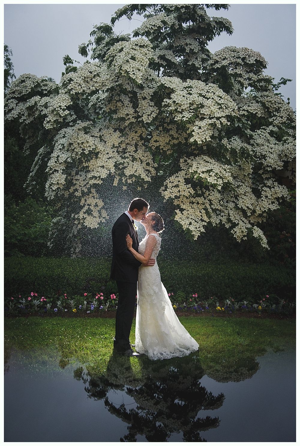 Couple kissing, wedding day, reflecting in water; large white flowering tree in background.