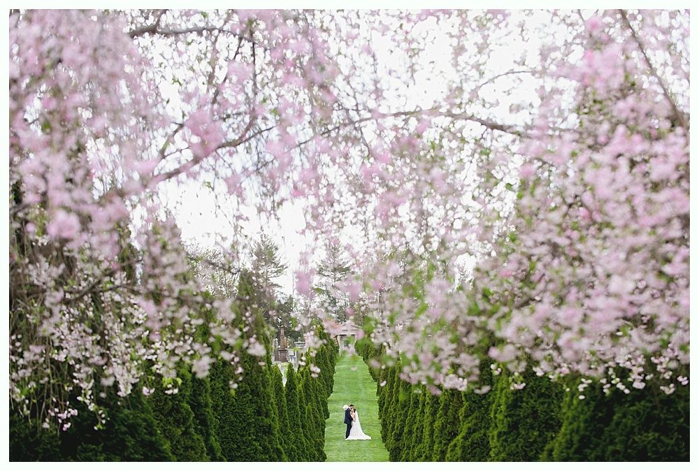 Couple stands at the end of a long, green hedge-lined path, beneath flowering cherry tree branches.