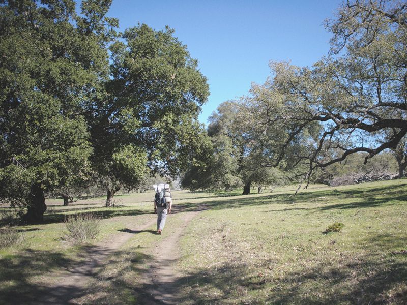 Person hiking on a dirt path through a grassy meadow with oak trees on a sunny day.