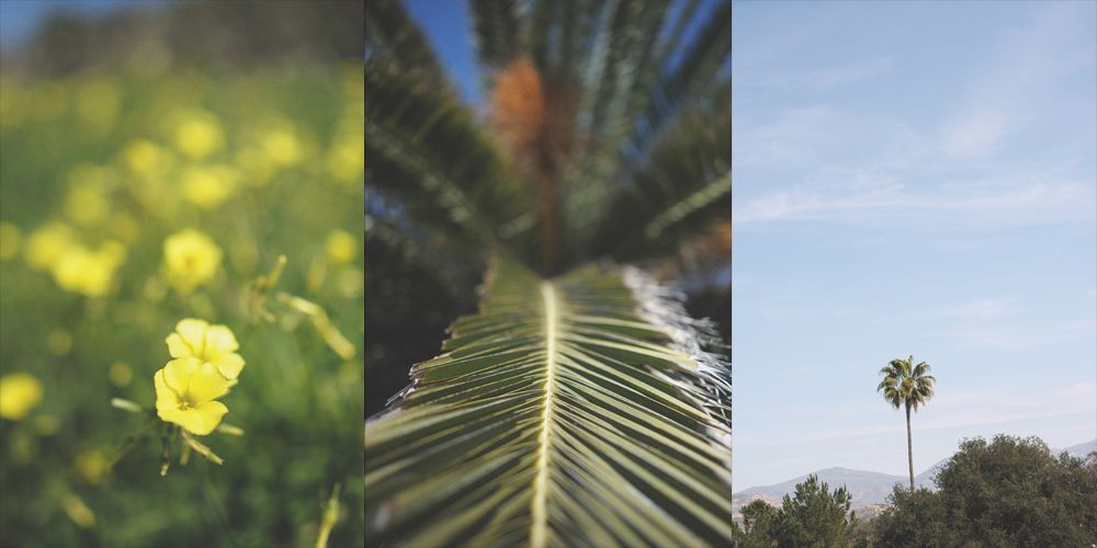 Three-part photo: sunflowers, woman sipping drink, and eyeshadow palette with many colors.