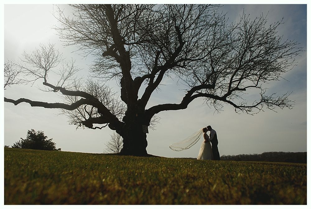 Bride and groom kissing under a large tree in a grassy field. Silhouette of couple with flowing veil.