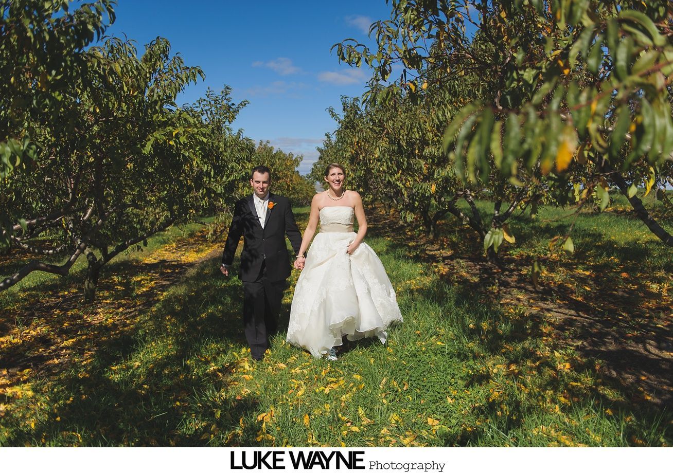 Couple in wedding attire walk through a sunny orchard.
