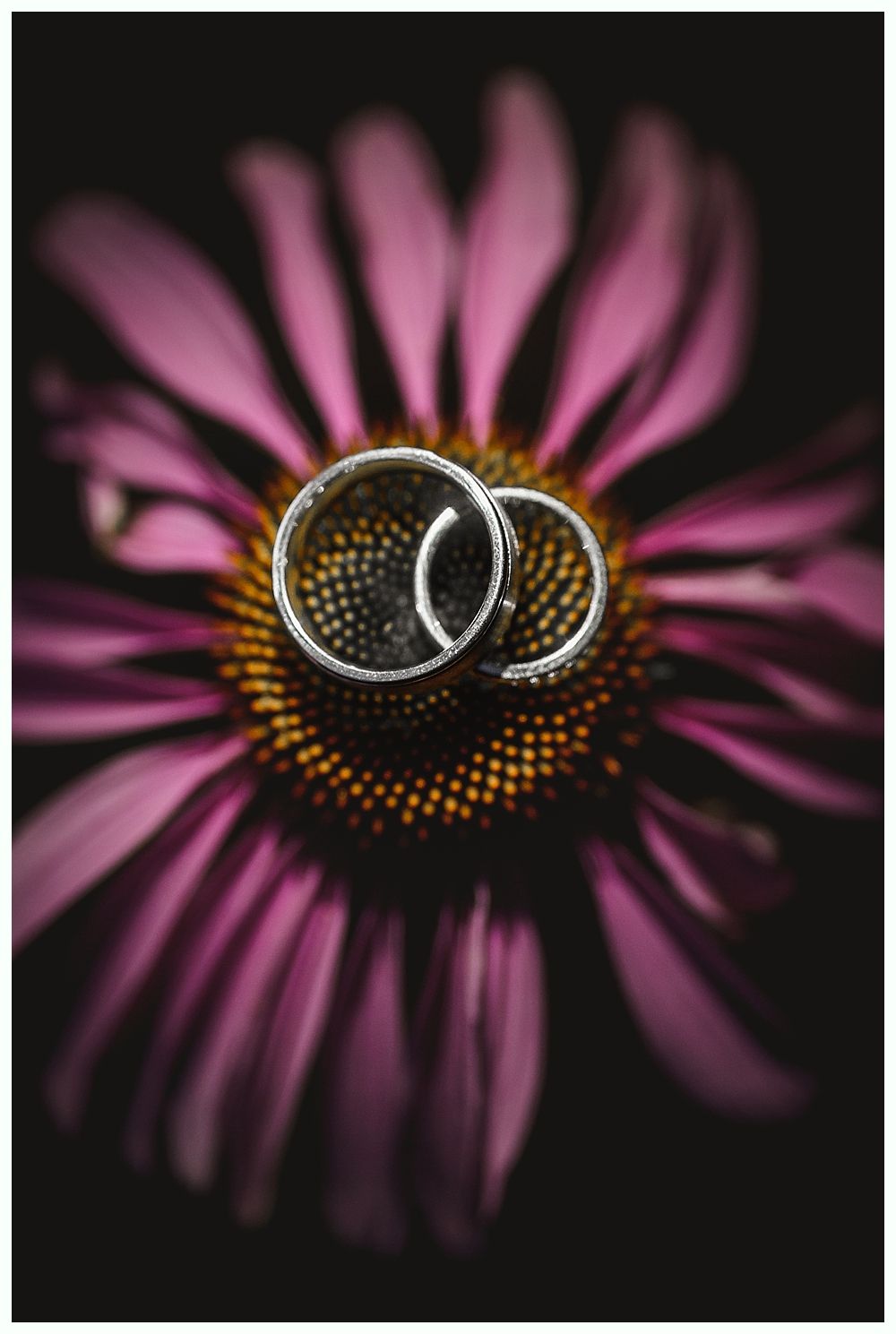 Wedding rings on a purple and yellow flower.