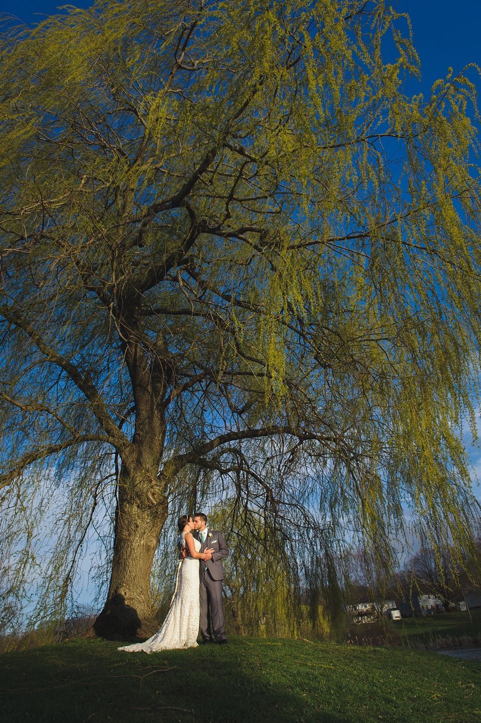 Bride and groom embrace beneath a weeping willow tree on a sunny day.