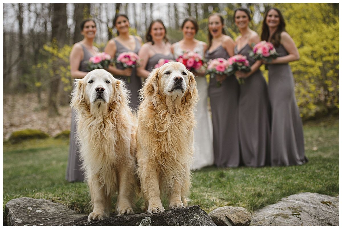Two golden retrievers pose in front of a bride and bridesmaids in gray dresses holding pink bouquets.