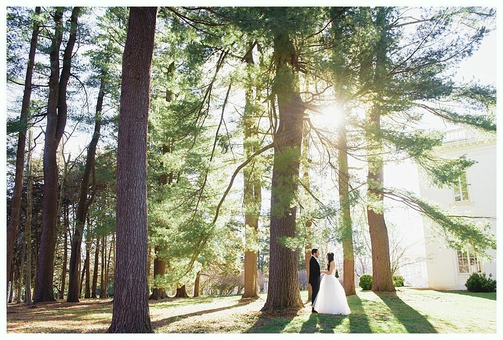 Couple in wedding attire stands among tall trees, sun shining through leaves.