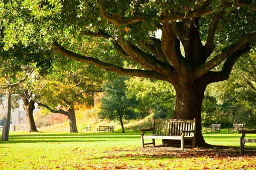 A bench under a tree in a park