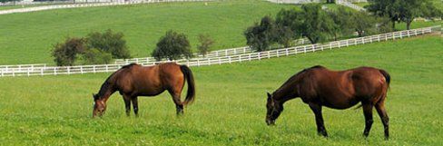 Equine fencing contractor for your horse farm or home in Nicholasville, KY