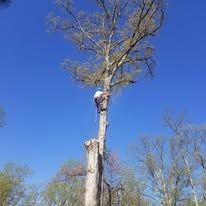 A man is climbing up the side of a tree.