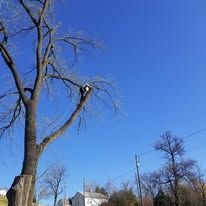 A tree with a bird sitting on top of it against a blue sky.