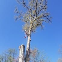 A man is climbing a tree with a chainsaw.