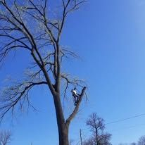 A man is climbing a tree with a chainsaw.