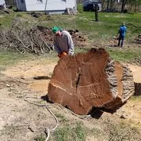 A man is standing next to a large tree stump.