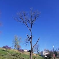 A tree without leaves is sitting on top of a grassy hill.