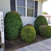 A mobile home with a lot of bushes in front of it.