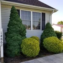 A house with a lot of bushes and trees in front of it.