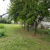 A row of trees in a grassy field next to a building.
