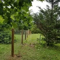 A wooden fence is surrounded by trees and grass in a yard.