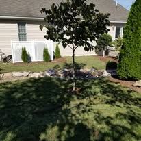A small tree is in the middle of a lush green yard in front of a house.