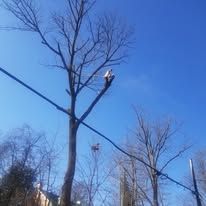 A person is cutting a tree with a chainsaw.