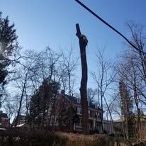 A tree is being cut down in front of a house.