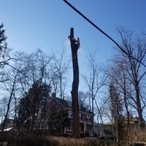 A tree surgeon is cutting down a tree in front of a house.