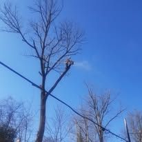 A man is cutting a tree with a chainsaw.