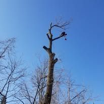 A tree with a bird sitting on top of it against a blue sky.