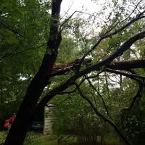 A tree with a fallen branch in the middle of a forest.